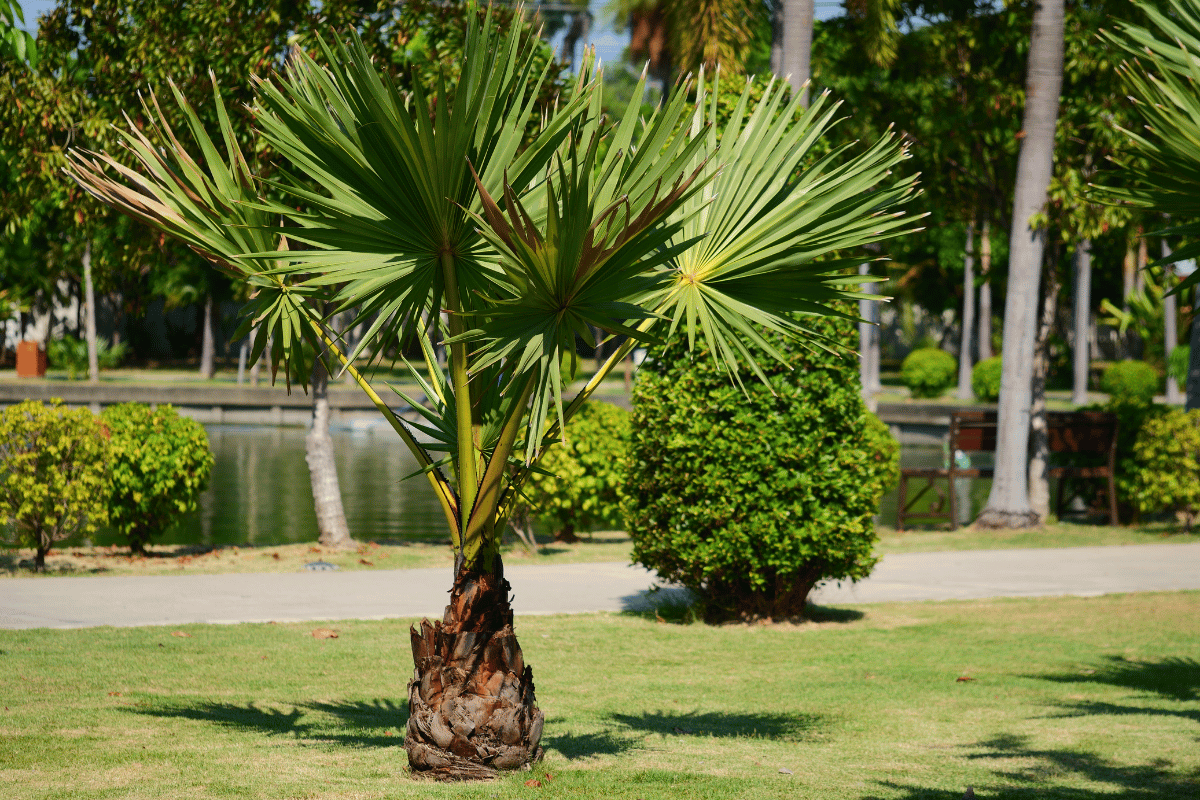 Chamaerops humilis.png